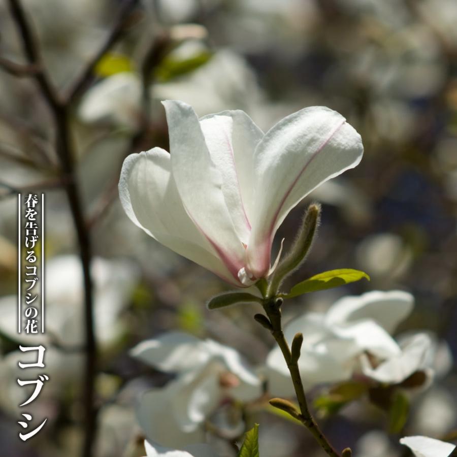 姫こぶし 桃 苗木 Aletea Rs