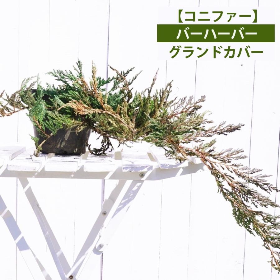 コニファー バーハーバー 5号ポット苗 Niwaki Konifa Ba Ha Ba 苗木部 花ひろばオンライン 通販 Yahoo ショッピング