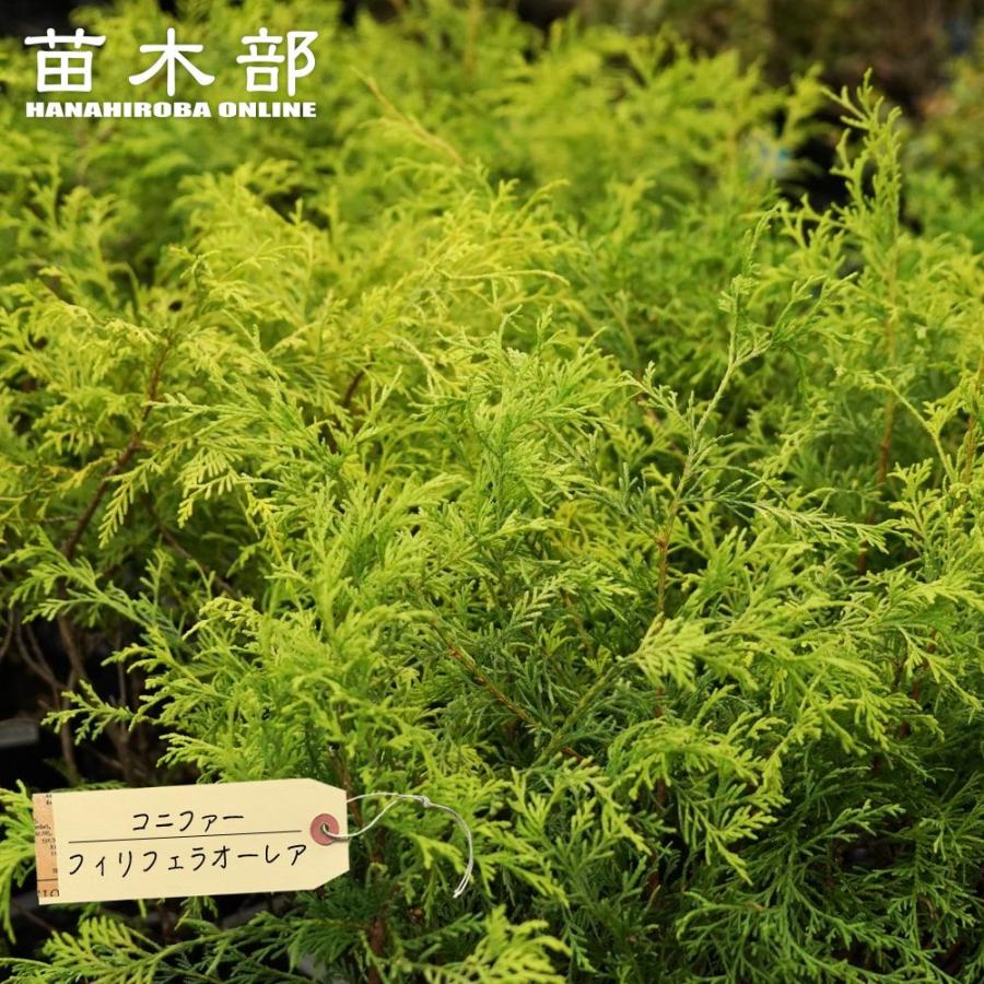 フィリフェラオーレア コニファー 5号ポット苗 : 苗木部 花ひろば