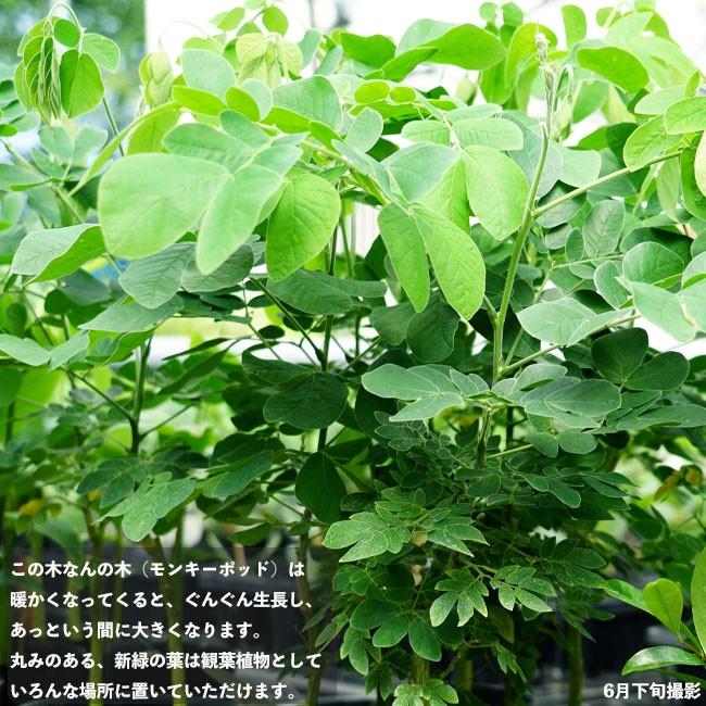 この木なんの木 モンキーポッド Niwaki Konokinannoki 苗木部 花ひろばオンライン 通販 Yahoo ショッピング