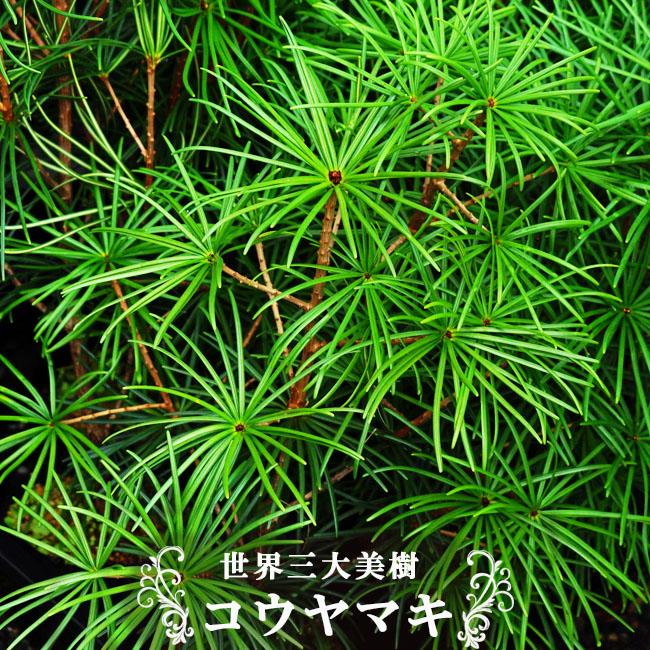 高野マキ （コウヤマキ） 0.5m ポット苗 爆買いweek : 苗木部 花