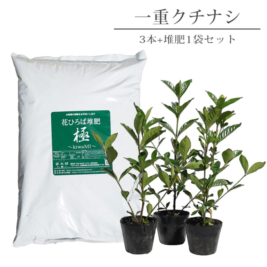 実なりクチナシ 一重咲き 根巻き（またはポット）苗 生垣セット 一重