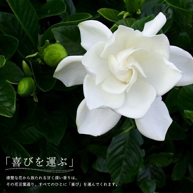 クチナシ 八重クチナシ 6号鉢植え : 苗木部 花ひろばオンライン