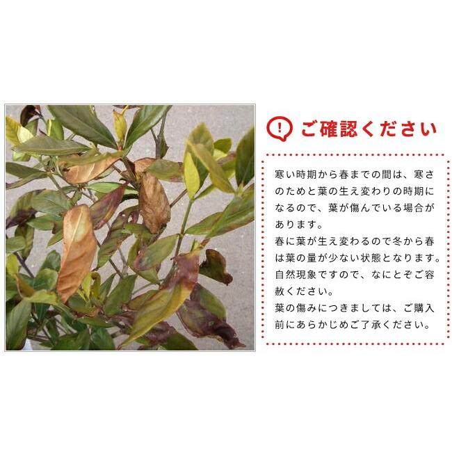 オオヤエクチナシ 根巻き苗 Niwaki Kuchinashi Yae 苗木部 花ひろばオンライン 通販 Yahoo ショッピング