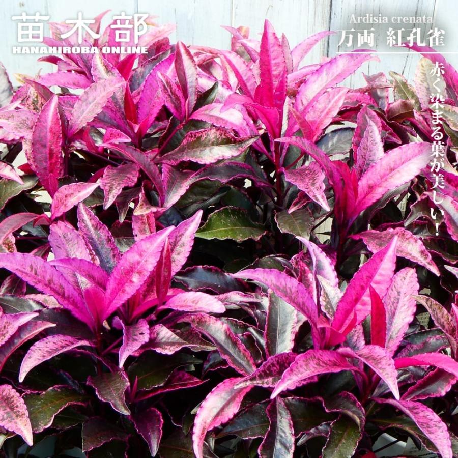 万両 大実 ピンク 3.5寸ポットごと 苗 植物