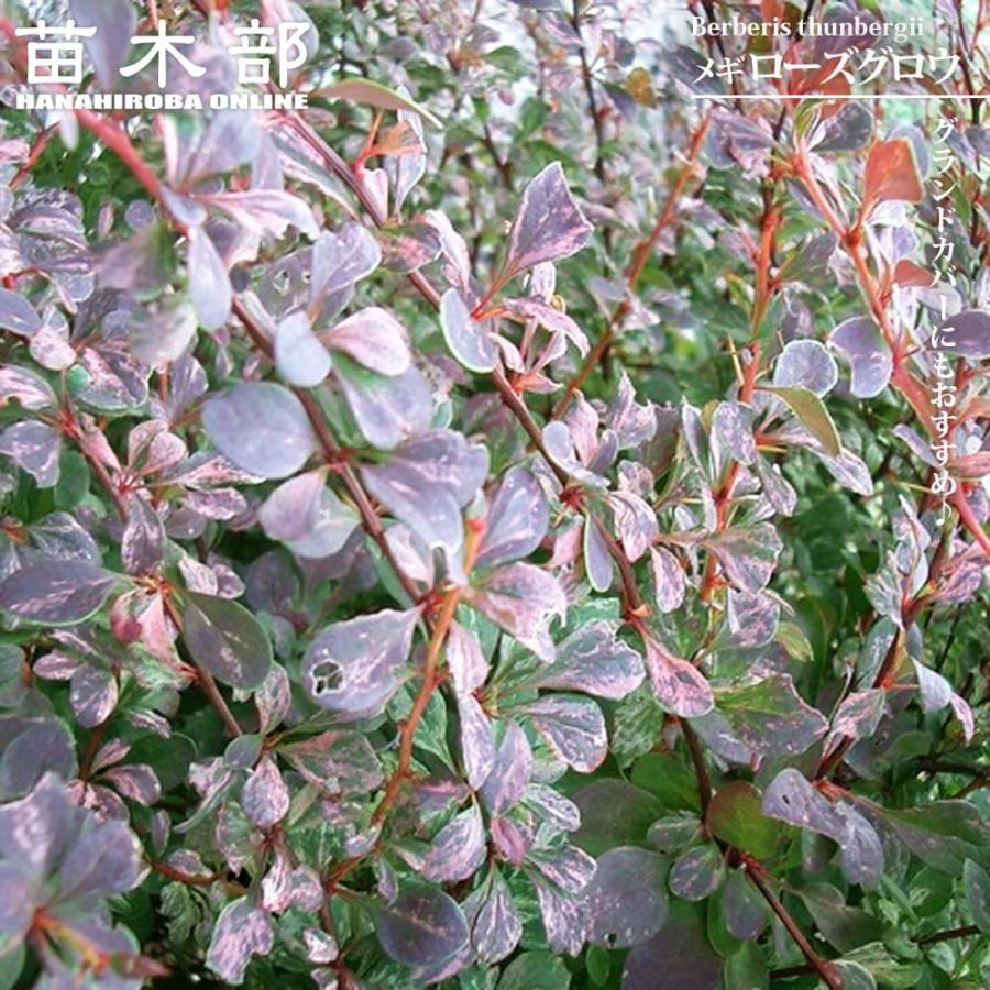 メギ ローズグロウ 5号ポット苗 : 苗木部 花ひろばオンライン - 通販