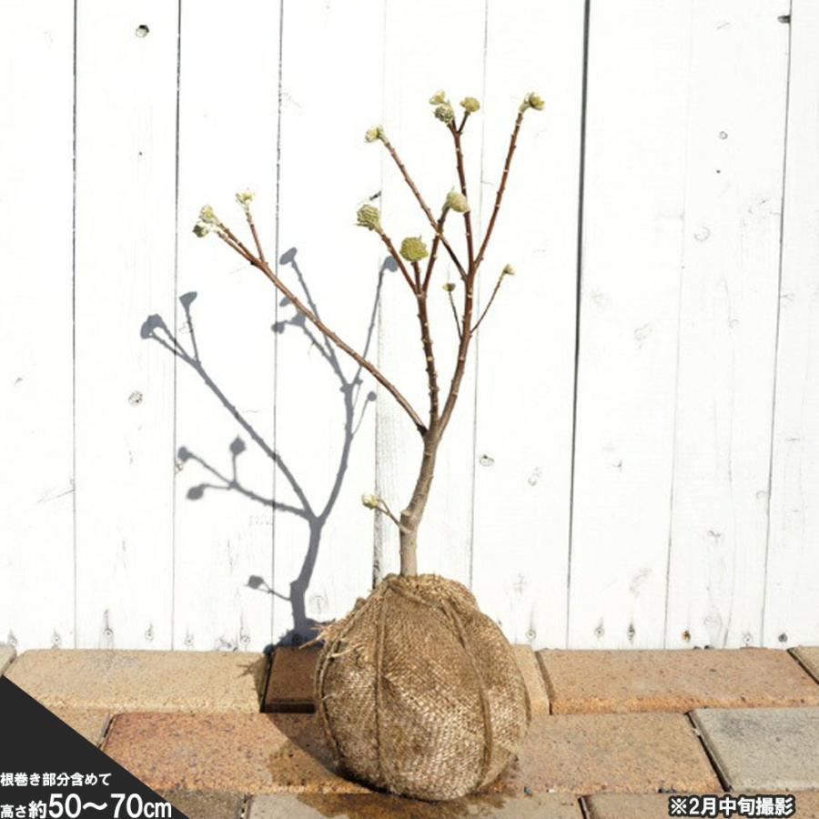 赤花ミツマタ 根巻き苗 : 苗木部 花ひろばオンライン - 通販 赤花ミツマタ 根巻き苗 : 苗木部 花ひろばオンライン - 通販
