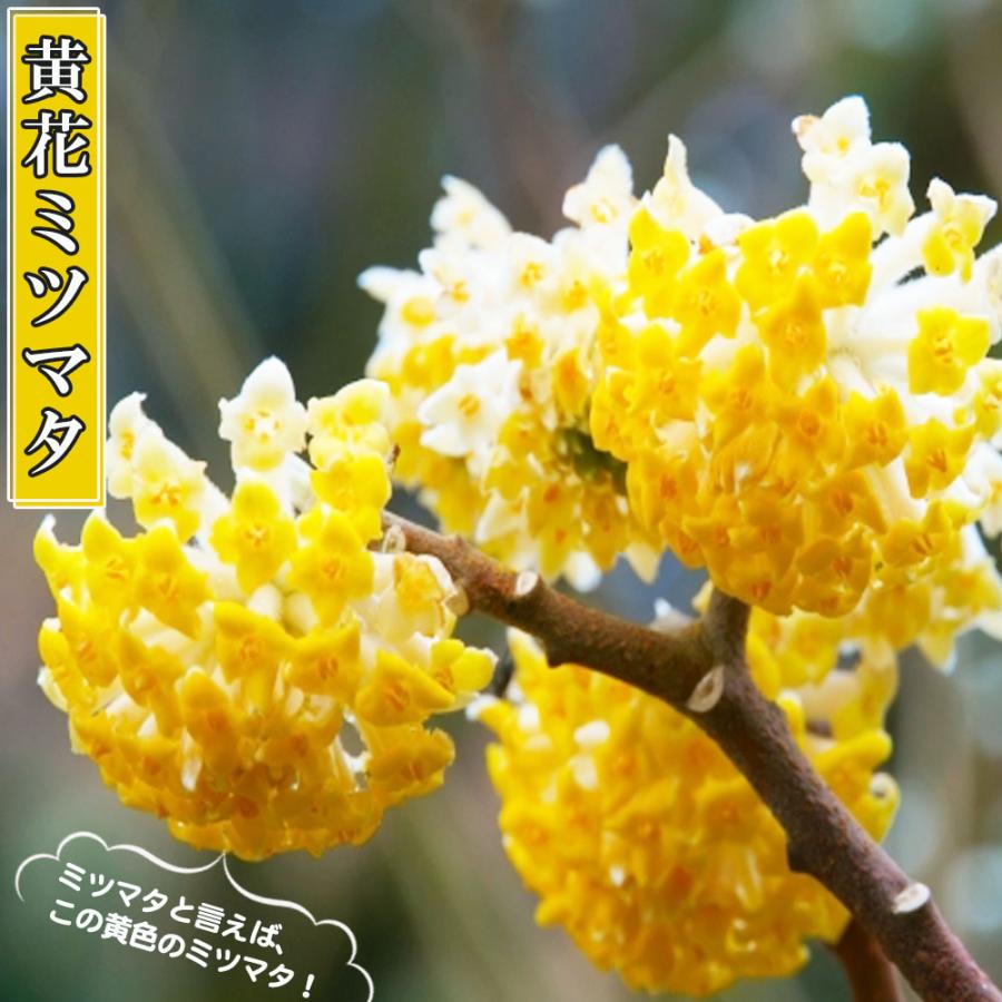 ミツマタ苗、しっかりした根がついた50cm前後　20本　ken９専用 ミツマタ苗木 (鉢物) 鉢底から30cm～60cm 【 みつまた お花 花 はな