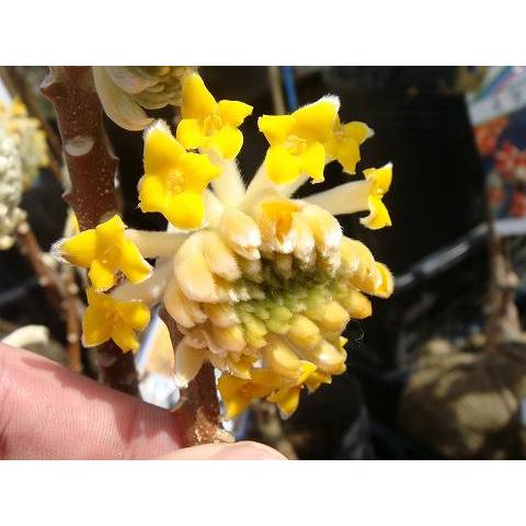 黄花ミツマタ 根巻き大苗 : 苗木部 花ひろばオンライン - 通販 黄花ミツマタ 根巻き大苗 : 苗木部 花ひろばオンライン - 通販