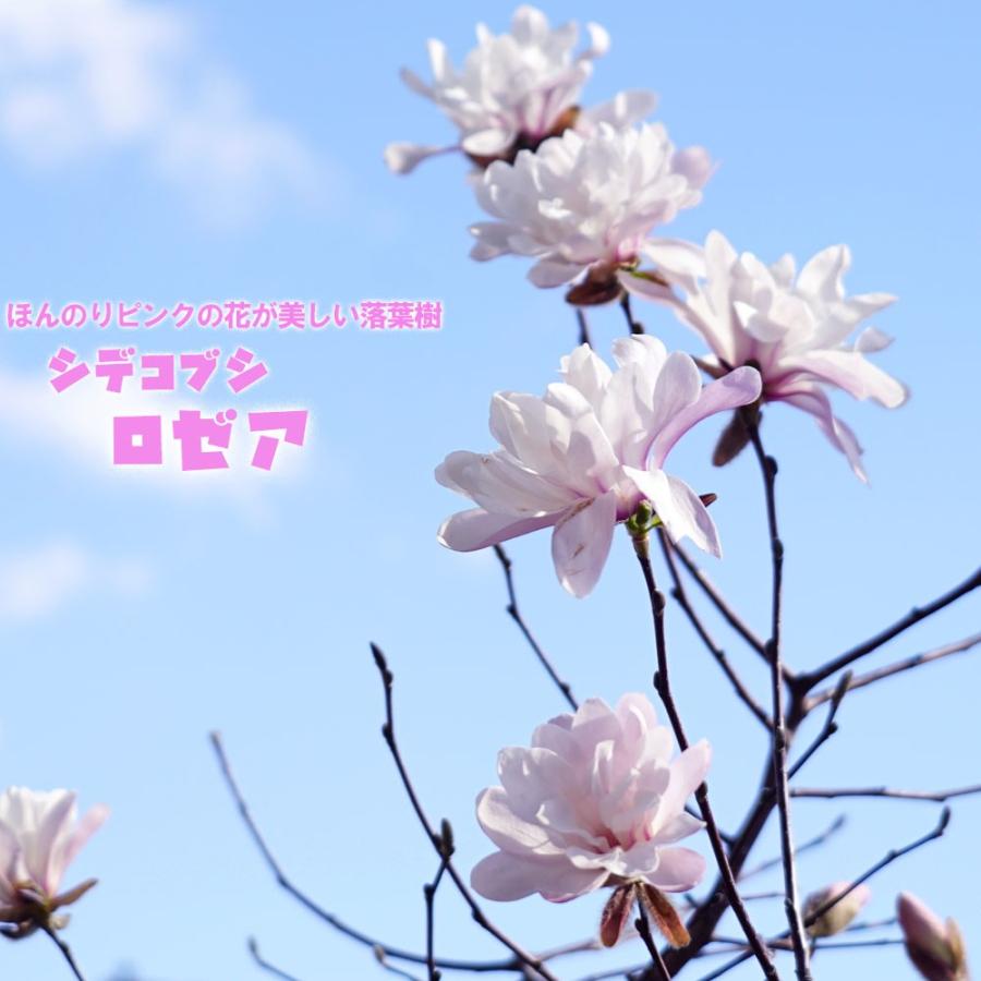 シデコブシ ロゼア 根巻き苗 西濃運輸お届け 北海道 沖縄 離島不可 Niwaki Mokuren Rozea 苗木部 花ひろばオンライン 通販 Yahoo ショッピング