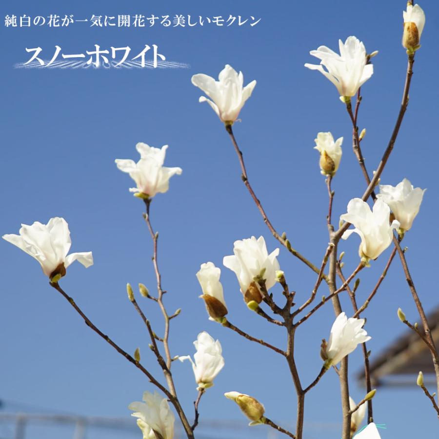 スノーホワイト 白花モクレン 根巻き苗 落葉樹 Niwaki Mokuren Shiro01 苗木部 花ひろばオンライン 通販 Yahoo ショッピング