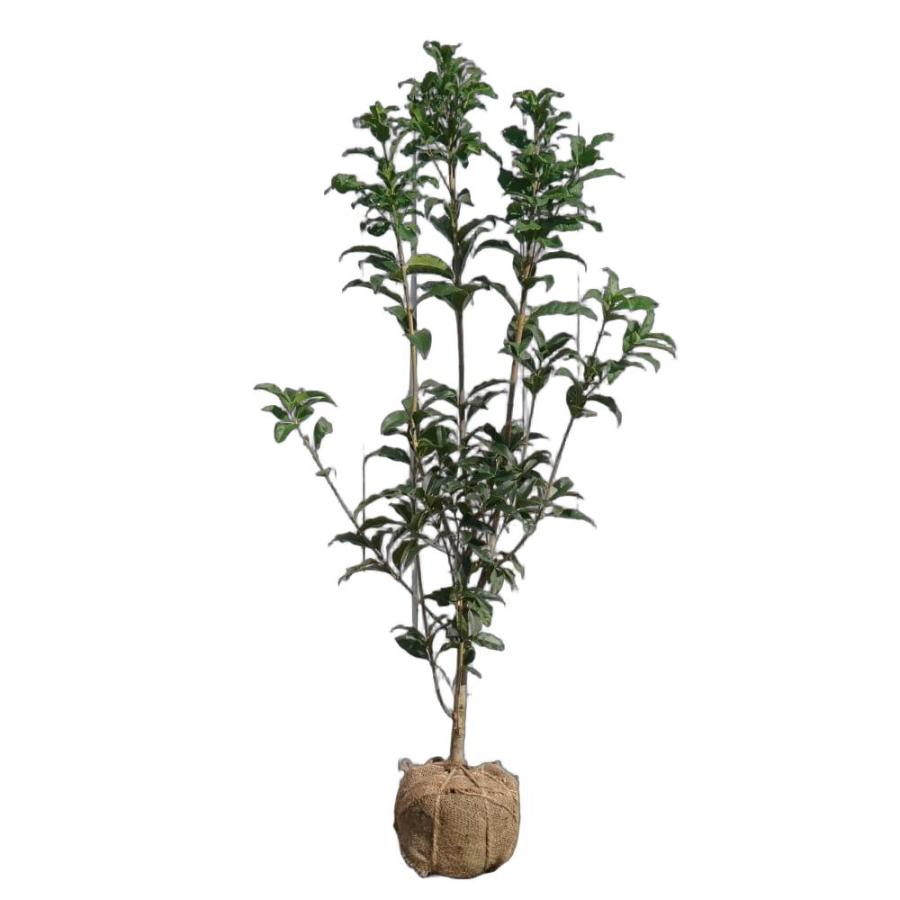 紅花キンモクセイ フレグランスレッド 根巻き大苗 大型宅配便