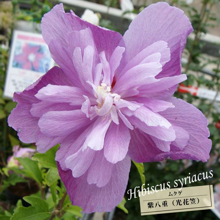 ムクゲ 紫八重 ポット苗 :niwaki-mukuge-hikarihanagasa:苗木部 花ひろばオンライン - 通販 - Yahoo!ショッピング