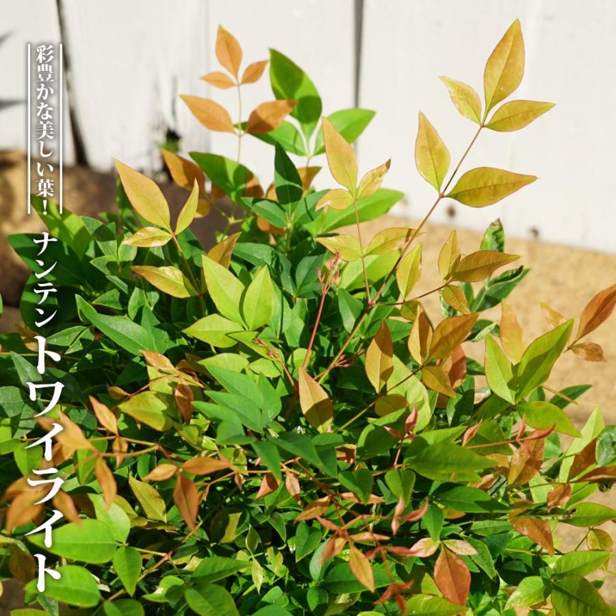 矮性 斑入り 西洋ナンテン トワイライト ポット苗 登録品種・品種登録