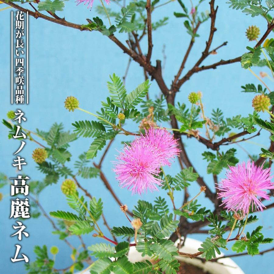 ネムノキ 苗木 現品 鉢ごと発送15年目高さ約150cm8/20 ネムノキ 高麗