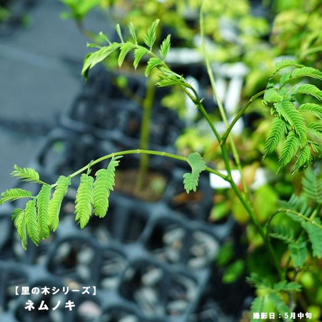 ネムノキ 里の木シリーズ Niwaki Nemu 苗木部 花ひろばオンライン 通販 Yahoo ショッピング