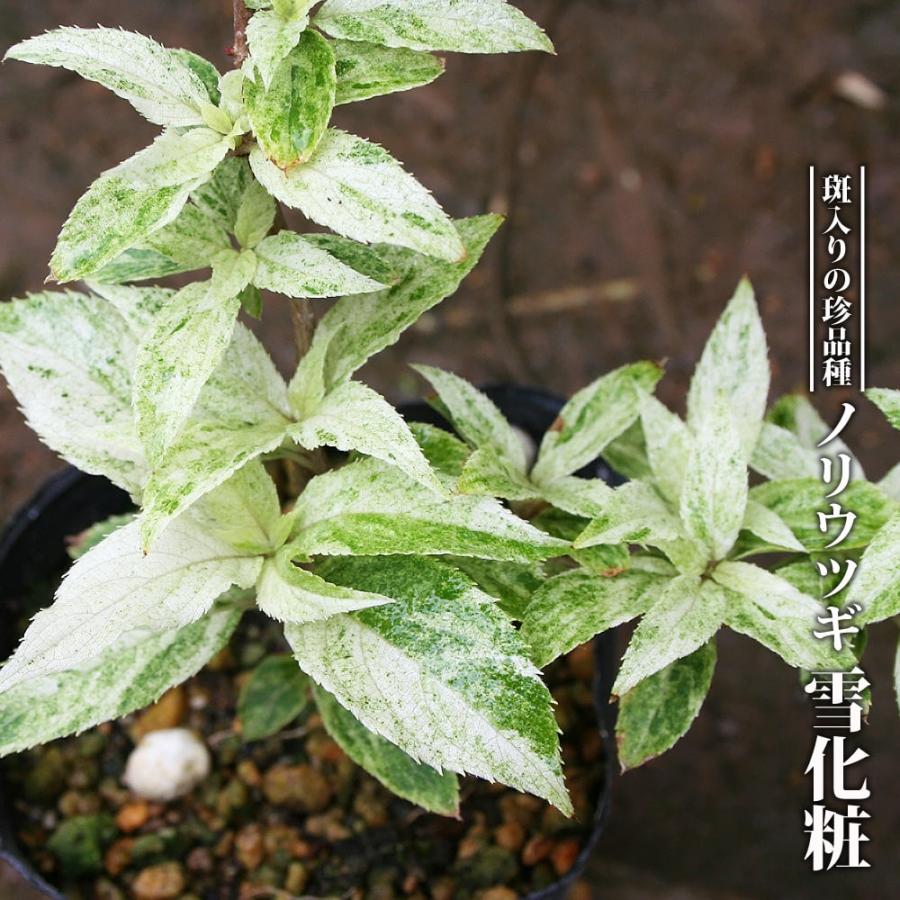 斑入り ノリウツギ 雪化粧 3 5号ポット苗 ハナヒロバリュー Niwaki Noriutugi Yukigesho V 苗木部 花ひろばオンライン 通販 Yahoo ショッピング
