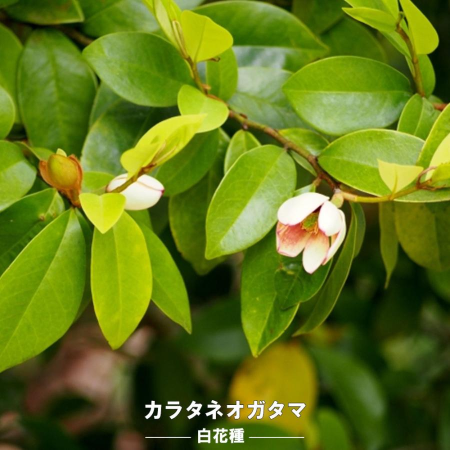 白花カラタネオガタマ 特大 ポット大苗 (150cmサイズ) 記念樹 招霊木