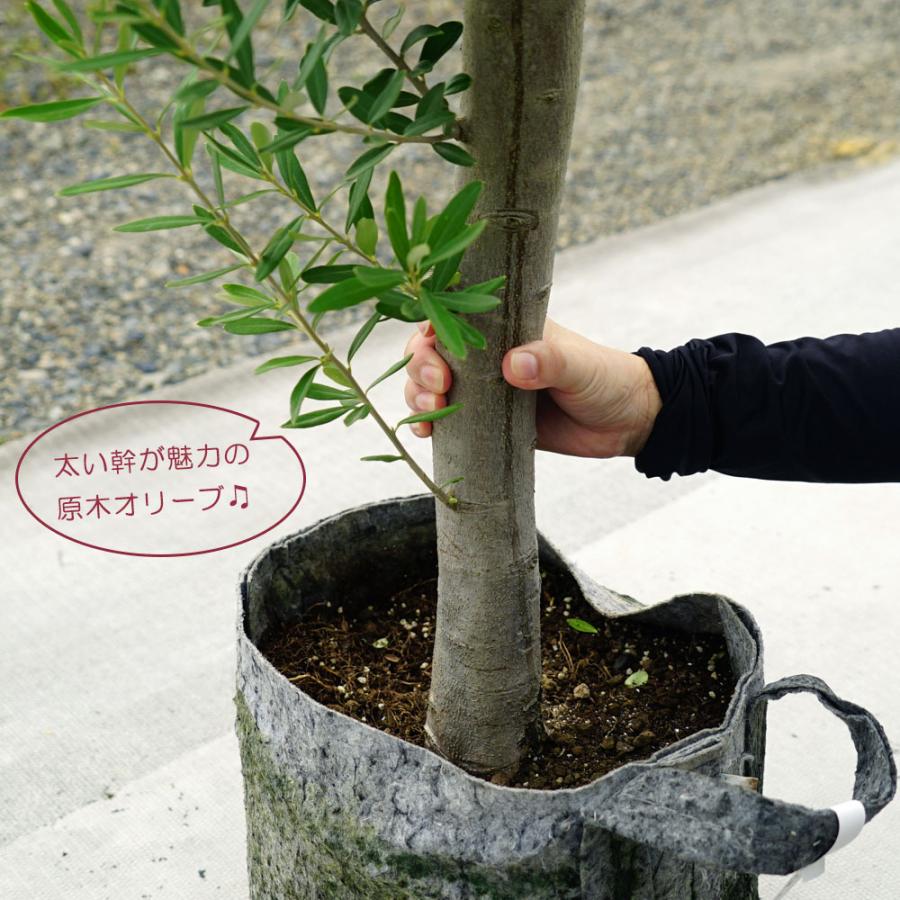 国産 オリーブ原木 現品1点物 オリーブの木 ルートポーチ植え : 苗木部 