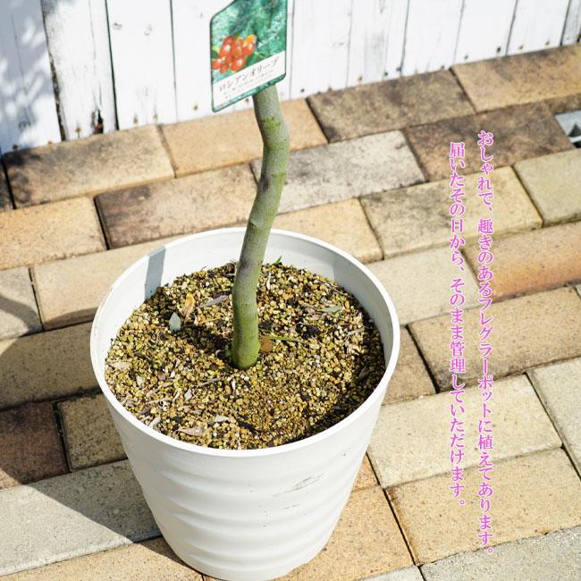 ロシアンオリーブ スタンダード仕立て 鉢植え 大型宅配便 北海道