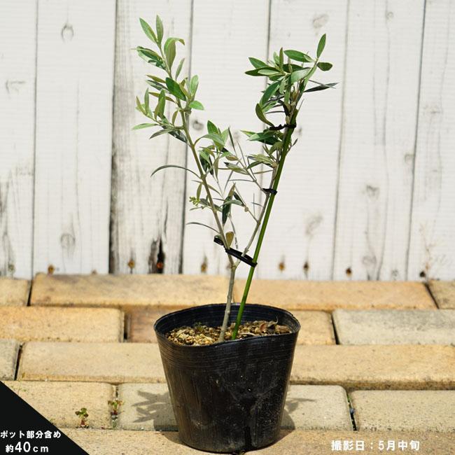 1本でなるオリーブの木 セントキャサリン 2年生苗 オリーブ 苗 1本でなるオリーブの木 セントキャサリン 2年生苗 オリーブ 苗