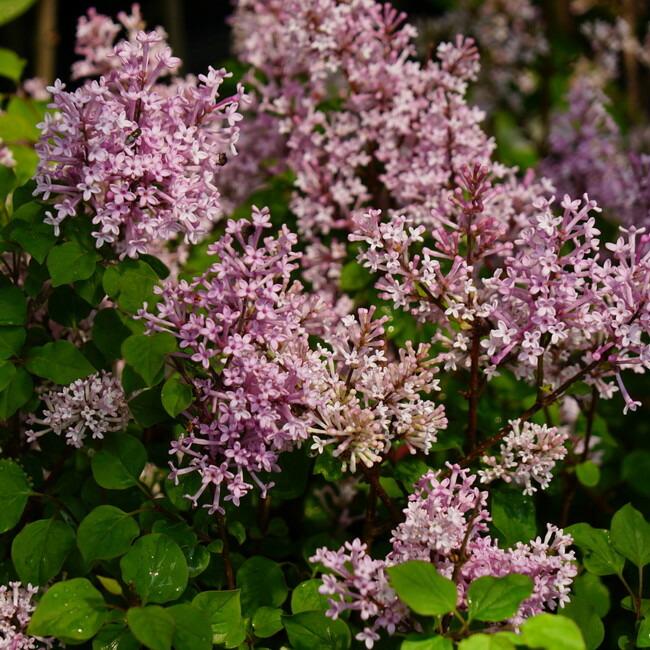 姫ライラック セントアンドセンシビリティーピンク Pvp 桃花 矮性品種 ポット苗 観賞花木 Niwaki Rairakku Sentand 苗木部 花ひろばオンライン 通販 Yahoo ショッピング