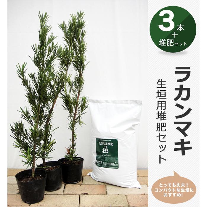 ラカンマキ　20本 ラカンマキ 20本 ラカンマキ 20本