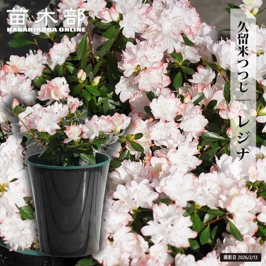 ツツジ 久留米ツツジ レジナ 4号鉢植え 爆買いweek（Yahoo!・苗木部 花ひろばオンライン）