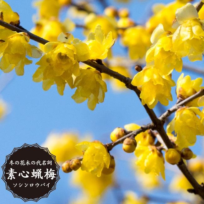 ロウバイ素心 3 5号ポット苗 実生苗 ハナヒロバリュー Niwaki Roubai Sosin V 苗木部 花ひろばオンライン 通販 Yahoo ショッピング