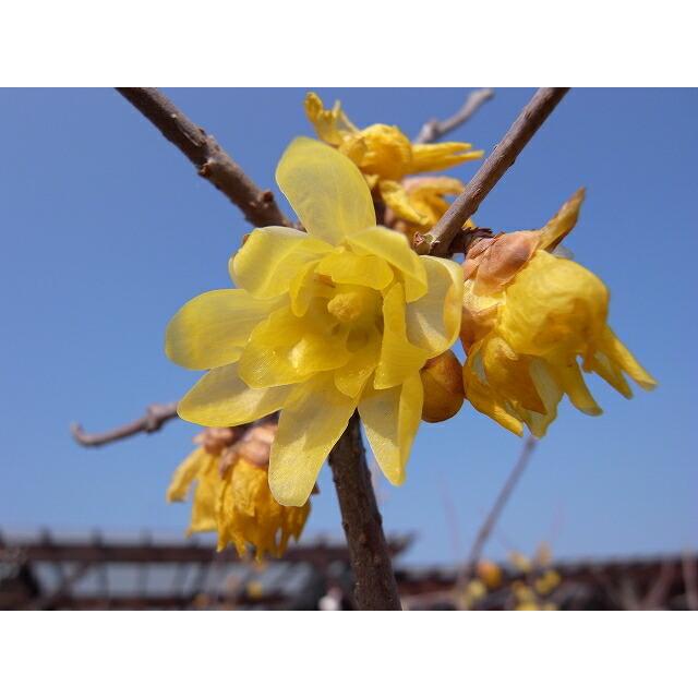 ロウバイ素心 3 5号ポット苗 実生苗 ハナヒロバリュー Niwaki Roubai Sosin V 苗木部 花ひろばオンライン 通販 Yahoo ショッピング