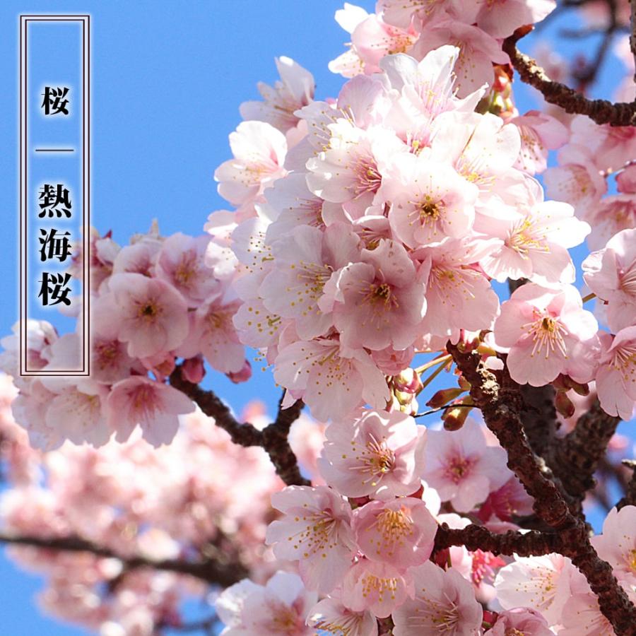 さくら 熱海桜 1年生接木苗 : 苗木部 花ひろばオンライン - 通販 さくら 熱海桜 1年生接木苗 : 苗木部 花ひろばオンライン - 通販