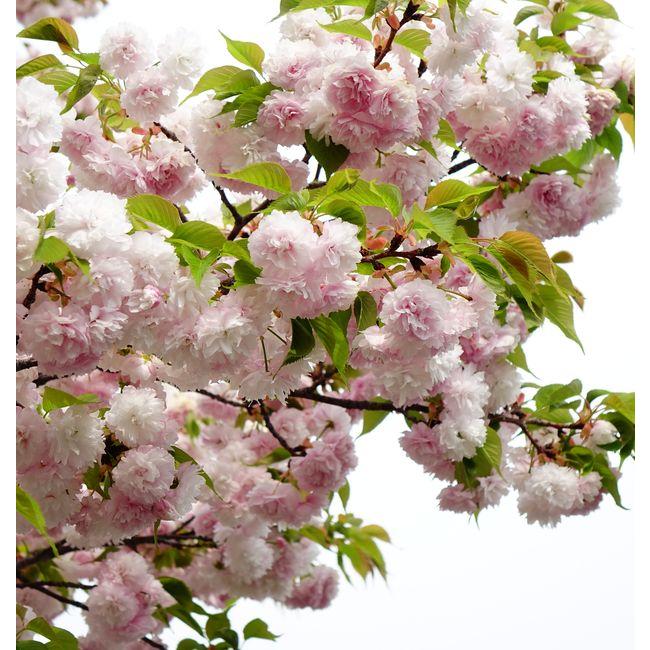 八重桜 紅笠 1年生 接木苗 : 苗木部 花ひろばオンライン - 通販 八重桜 紅笠 1年生 接木苗 : 苗木部 花ひろばオンライン - 通販