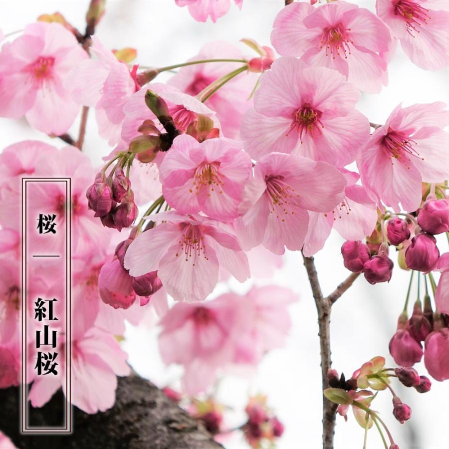 さくら 紅山桜 （べにやまざくら） 1年生接木苗 : 苗木部 花ひろば