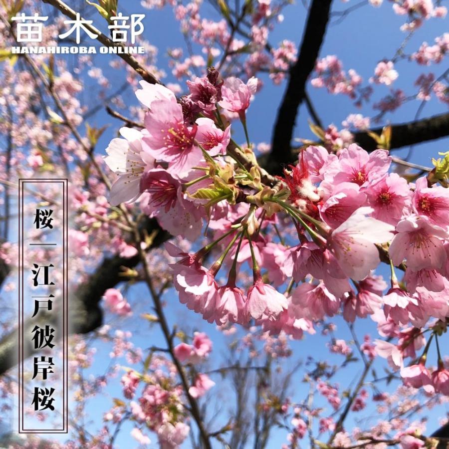 さくら 江戸彼岸桜 （えどひがん） 1年生接木苗 予約販売12月〜翌年1