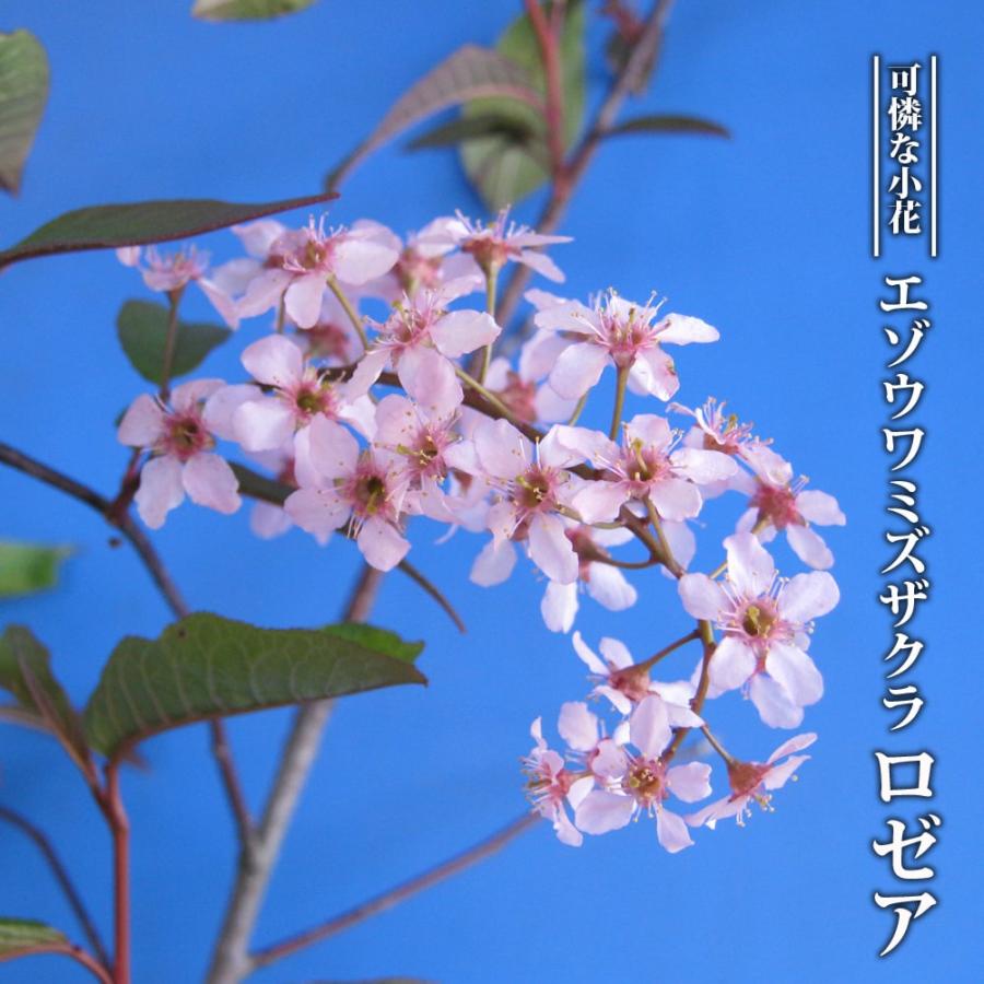 蝦夷上溝桜（えぞうわみずざくら） ロゼア (コロラータ) 3.5号ポット苗 ハナヒロバリュー｜hanahirobaonline｜02