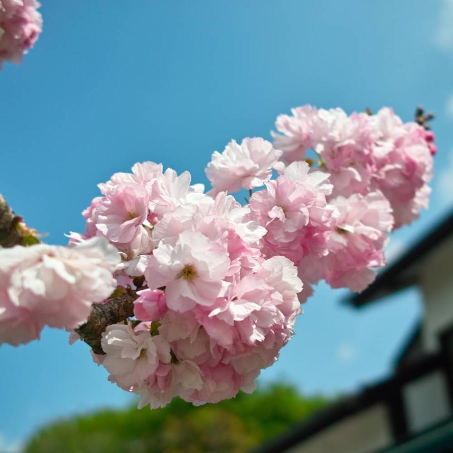 八重桜 福禄寿 1年生 接ぎ木 苗｜hanahirobaonline｜04