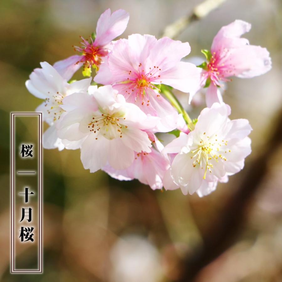 二季咲き さくら 十月桜 1年生接木苗 : 苗木部 花ひろば 二季咲き さくら 十月桜 1年生接木苗 : 苗木部 花ひろば