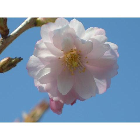 二季咲き さくら 十月桜 1年生 接ぎ木 苗｜hanahirobaonline｜05
