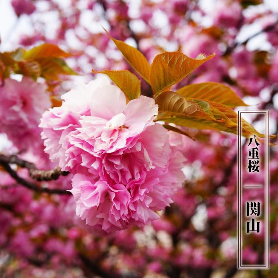 八重桜 関山 1年生接木苗 : 苗木部 花ひろばオンライン - 通販 八重桜 関山 1年生接木苗 : 苗木部 花ひろばオンライン - 通販