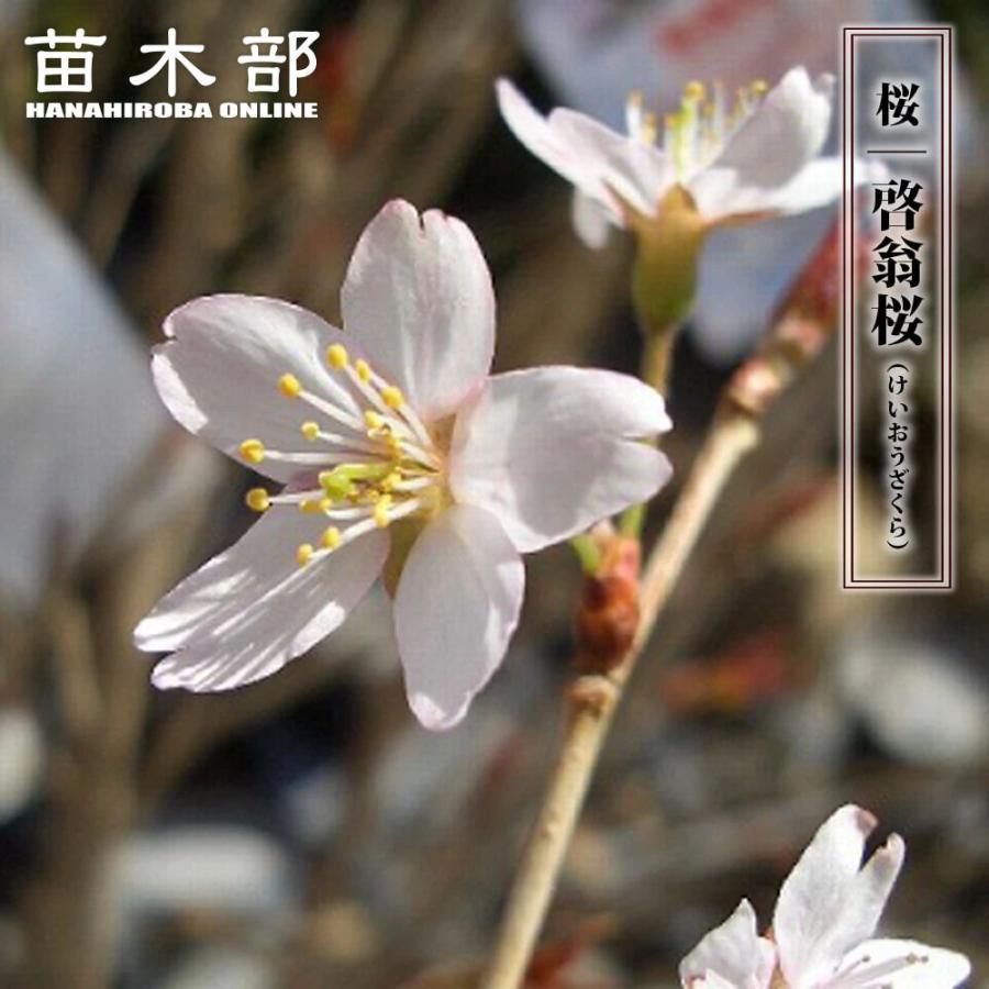 早咲きさくら 啓翁桜 （けいおうざくら） 1年生接木苗 爆買いweek