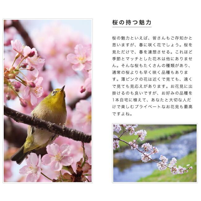 兼六園菊桜 さくら 1年生 接木苗｜hanahirobaonline｜02