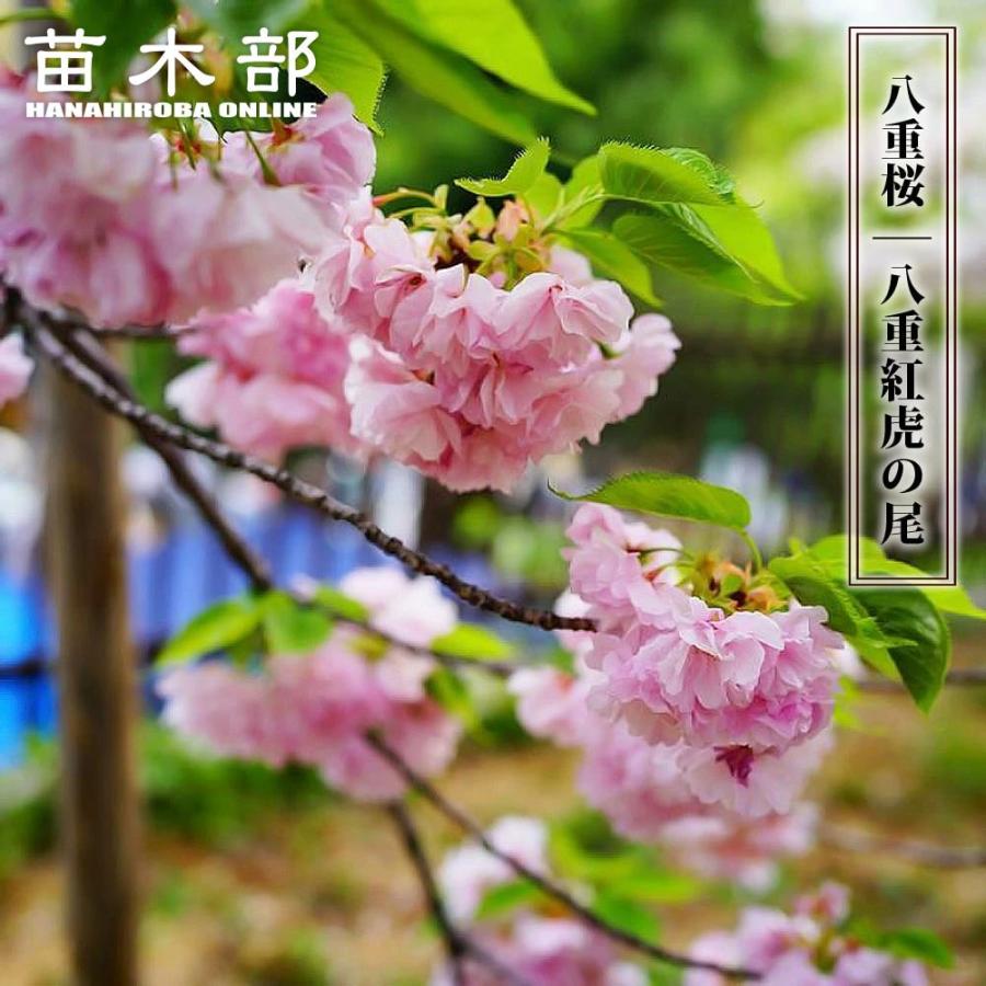 八重桜 八重紅虎の尾 1年生接木苗 爆買いweek : 苗木部 花ひろば