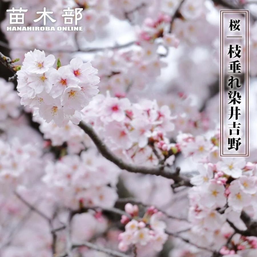 しだれ桜 枝垂れ染井吉野 1年生 接木苗 : 苗木部 花ひろばオンライン 