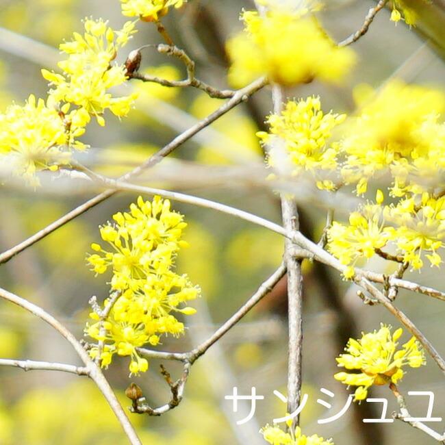 サンシュユ2年生 接ぎ木 ポット苗 落葉樹 :niwaki-sanshuyu:苗木部 花ひろばオンライン - 通販 - Yahoo!ショッピング サンシュユ2年生 接ぎ木 ポット苗 落葉樹 :niwaki-sanshuyu:苗木部 花ひろばオンライン - 通販 - Yahoo!ショッピング