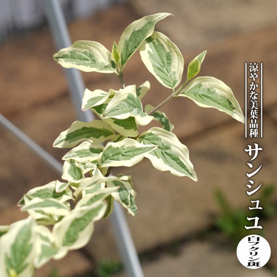 サンシュユ 白フクリン斑 4号ポット苗 接木 ハナヒロバリュー Niwaki Sanshuyu Sirofukurin V 苗木部 花ひろばオンライン 通販 Yahoo ショッピング