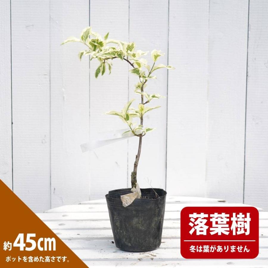 サンシュユ 白フクリン斑 4号ポット苗 接木 ハナヒロバリュー Niwaki Sanshuyu Sirofukurin V 苗木部 花ひろばオンライン 通販 Yahoo ショッピング