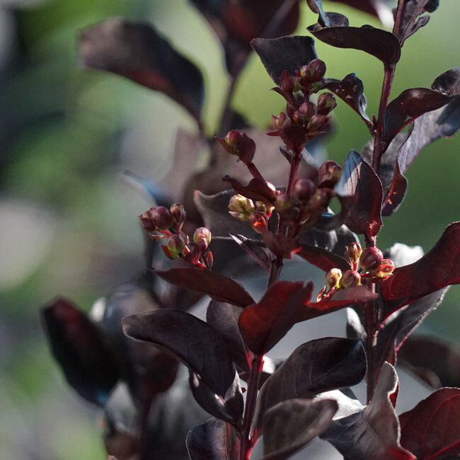 サルスベリ 苗 銅葉サルスベリ ブラックパール ルージュ ポット苗 Niwaki Sarusuberi Douba Rouge 苗木部 花ひろばオンライン 通販 Yahoo ショッピング