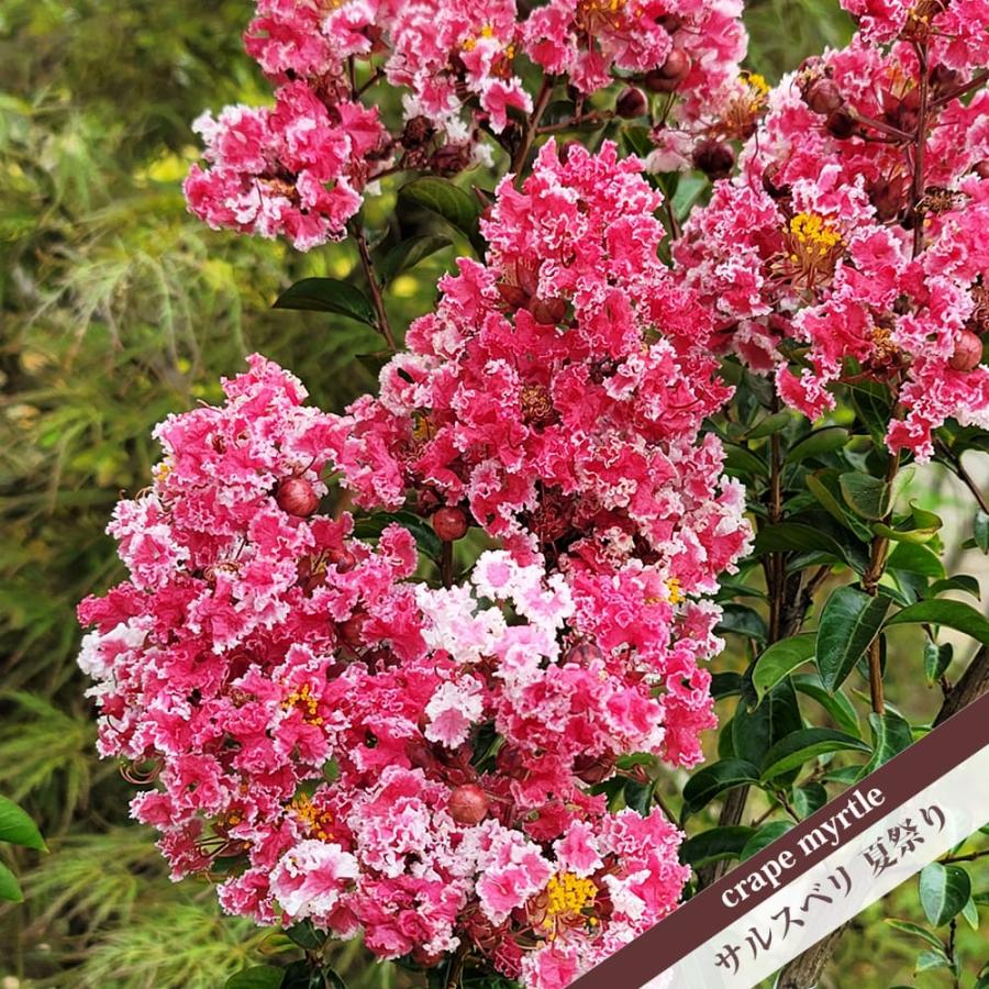 百日紅　夏祭り　/ 364 サルスベリ 夏祭り 5号ポット苗 : 苗木部 花ひろばオンライン - 通販