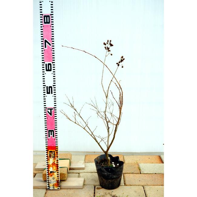 サルスベリ 白花 ポット苗 : 苗木部 花ひろばオンライン - 通販 サルスベリ 白花 ポット苗 : 苗木部 花ひろばオンライン - 通販
