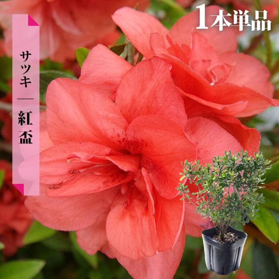 さつき 苗 紅盃 4号ポット苗 爆買いweek : 苗木部 花ひろばオンライン